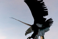 bald-eagle